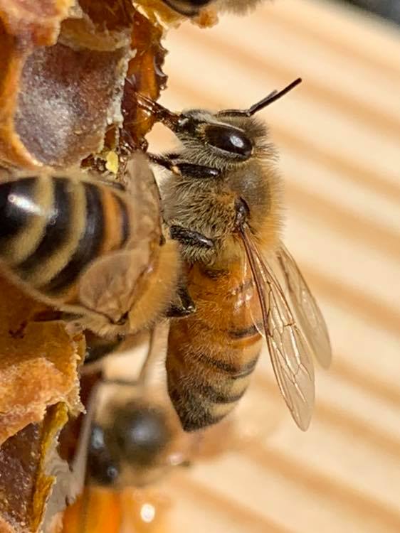 Bee with Comb